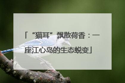 “猫耳”飘散荷香：一座江心岛的生态蜕变