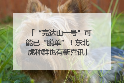 “完达山一号”可能已“脱单”！东北虎种群也有新喜讯