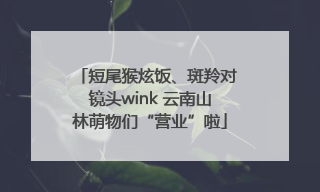 短尾猴炫饭、斑羚对镜头wink 云南山林萌物们“营业”啦