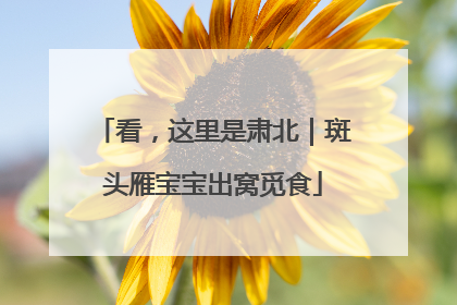 看，这里是肃北｜斑头雁宝宝出窝觅食