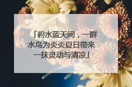 碧水蓝天间，一群水鸟为炎炎夏日带来一抹灵动与清凉