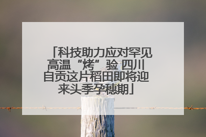 科技助力应对罕见高温“烤”验 四川自贡这片稻田即将迎来头季孕穗期