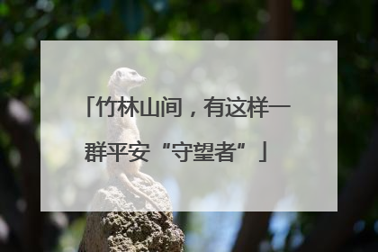 竹林山间，有这样一群平安“守望者”
