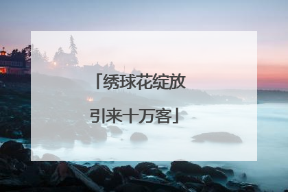 绣球花绽放 引来十万客