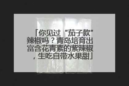你见过“茄子款”辣椒吗？青岛培育出富含花青素的紫辣椒，生吃自带水果甜