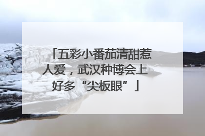 五彩小番茄清甜惹人爱，武汉种博会上好多“尖板眼”