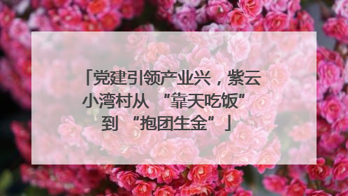 党建引领产业兴，紫云小湾村从 “靠天吃饭” 到 “抱团生金”