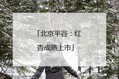 北京平谷：红杏成熟上市