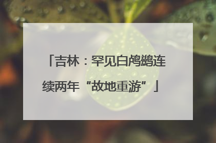 吉林：罕见白鸬鹚连续两年“故地重游”