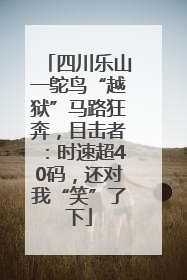 四川乐山一鸵鸟“越狱”马路狂奔，目击者：时速超40码，还对我“笑”了下