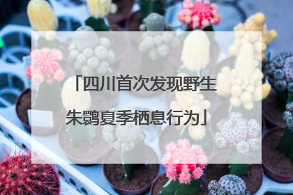 四川首次发现野生朱鹮夏季栖息行为