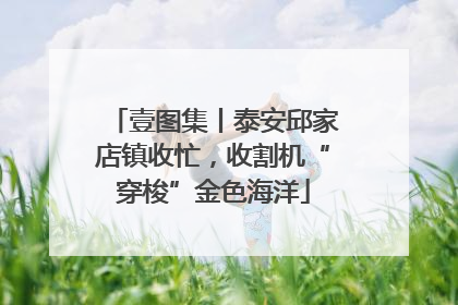 壹图集丨泰安邱家店镇收忙，收割机“穿梭”金色海洋
