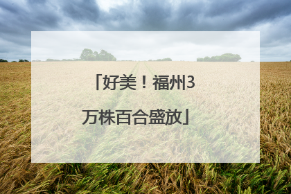 好美！福州3万株百合盛放