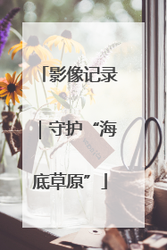 影像记录｜守护“海底草原”