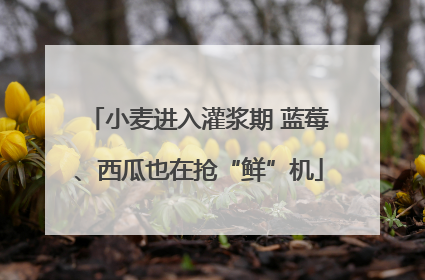 小麦进入灌浆期 蓝莓、西瓜也在抢“鲜”机