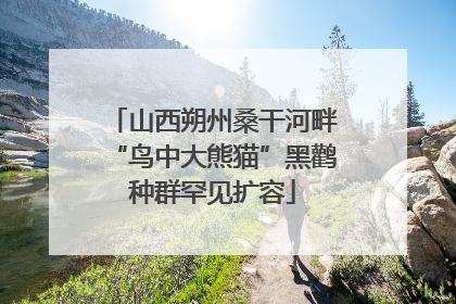 山西朔州桑干河畔“鸟中大熊猫”黑鹳种群罕见扩容