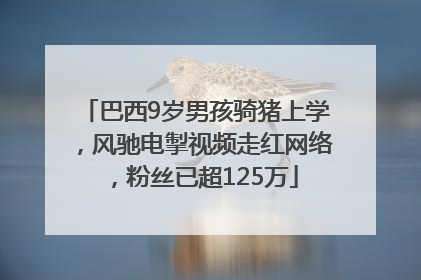 巴西9岁男孩骑猪上学，风驰电掣视频走红网络，粉丝已超125万