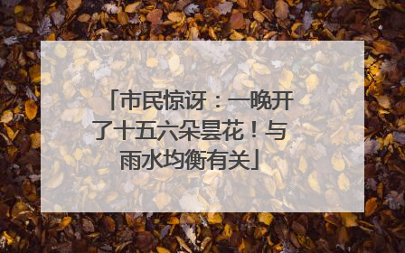 市民惊讶：一晚开了十五六朵昙花！与雨水均衡有关