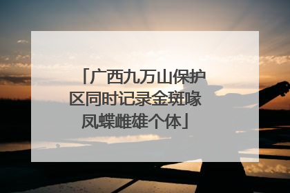 广西九万山保护区同时记录金斑喙凤蝶雌雄个体