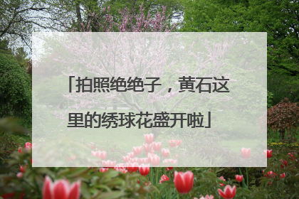 拍照绝绝子，黄石这里的绣球花盛开啦