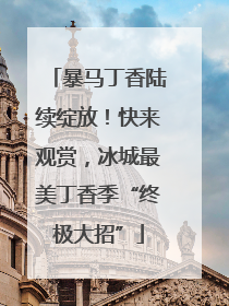 暴马丁香陆续绽放！快来观赏，冰城最美丁香季“终极大招”
