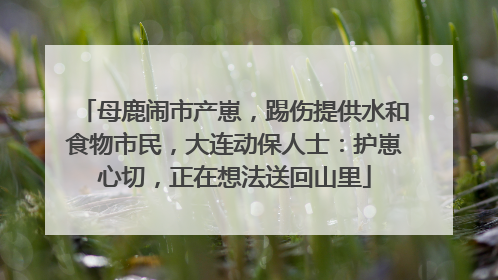 母鹿闹市产崽，踢伤提供水和食物市民，大连动保人士：护崽心切，正在想法送回山里