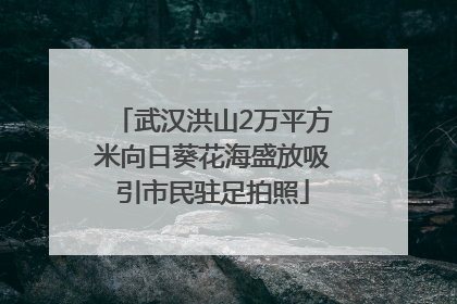 武汉洪山2万平方米向日葵花海盛放吸引市民驻足拍照