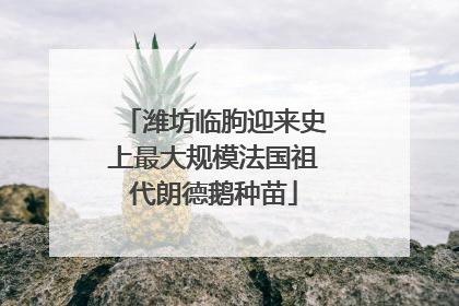 潍坊临朐迎来史上最大规模法国祖代朗德鹅种苗
