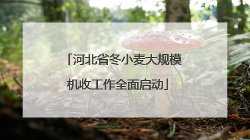 河北省冬小麦大规模机收工作全面启动