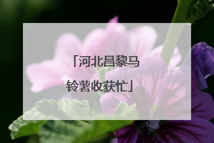 河北昌黎马铃薯收获忙