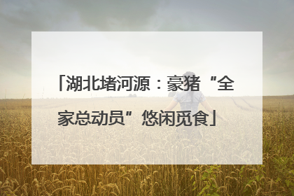 湖北堵河源：豪猪“全家总动员”悠闲觅食