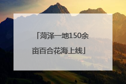 菏泽一地150余亩百合花海上线