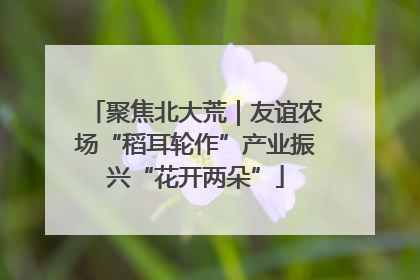 聚焦北大荒｜友谊农场“稻耳轮作”产业振兴“花开两朵”
