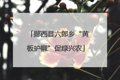 郧西县六郎乡“黄板护椒”促绿兴农