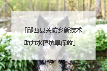 郧西县关防乡新技术助力水稻抗旱保收