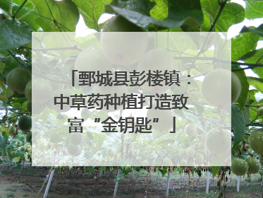 鄄城县彭楼镇：中草药种植打造致富“金钥匙”