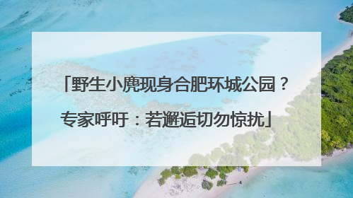 野生小麂现身合肥环城公园？专家呼吁：若邂逅切勿惊扰