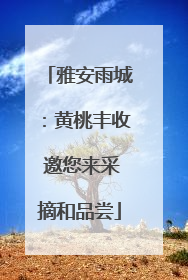 雅安雨城：黄桃丰收 邀您来采摘和品尝