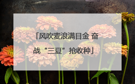 风吹麦浪满目金 奋战“三夏”抢收种
