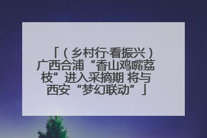 （乡村行·看振兴）广西合浦“香山鸡嘴荔枝”进入采摘期 将与西安“梦幻联动”