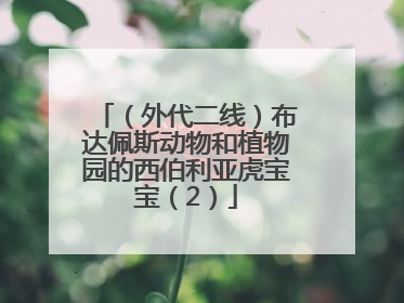 （外代二线）布达佩斯动物和植物园的西伯利亚虎宝宝（2）